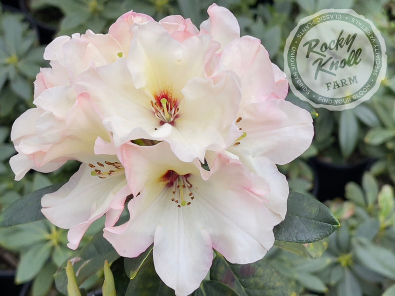 Opal Luster plant from Rocky Knoll Farm
