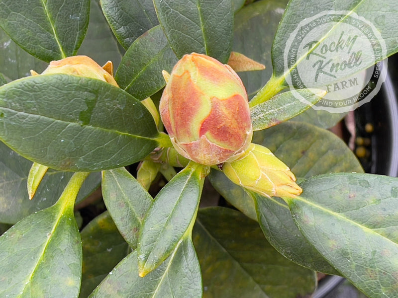 Opal Luster plant from Rocky Knoll Farm
