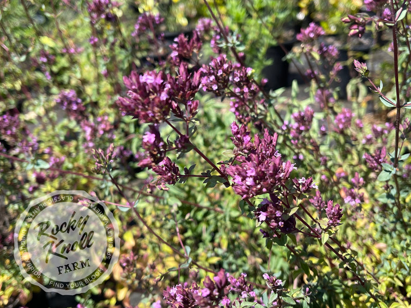 Hopley's Purple oregano plant from Rocky Knoll Farm