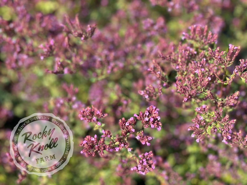 Hopley's Purple oregano plant from Rocky Knoll Farm