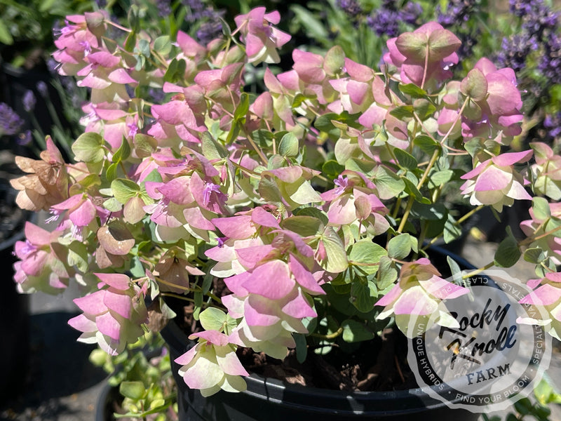 Kent Beauty oregano plant from Rocky Knoll Farm