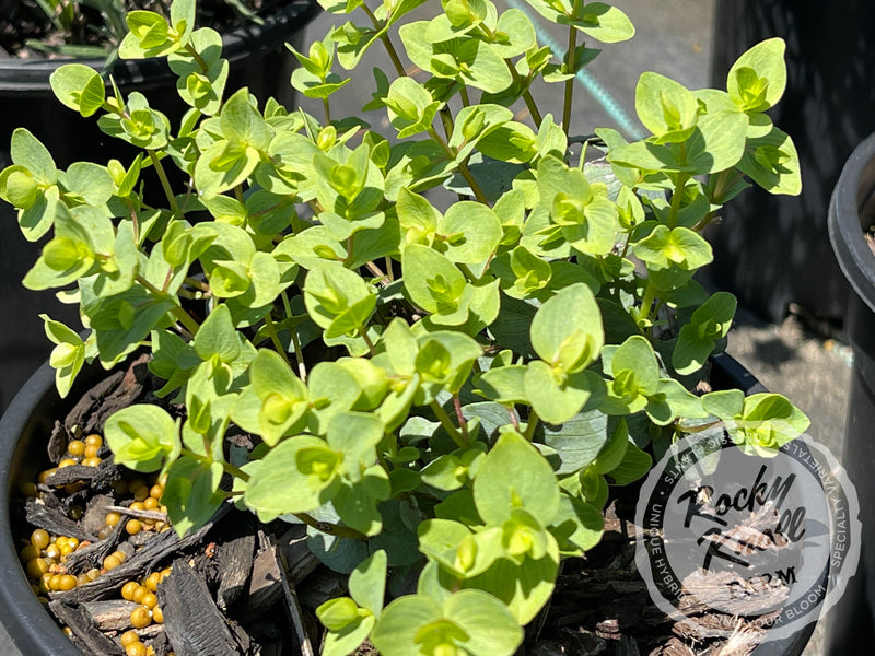 Kent Beauty oregano plant from Rocky Knoll Farm