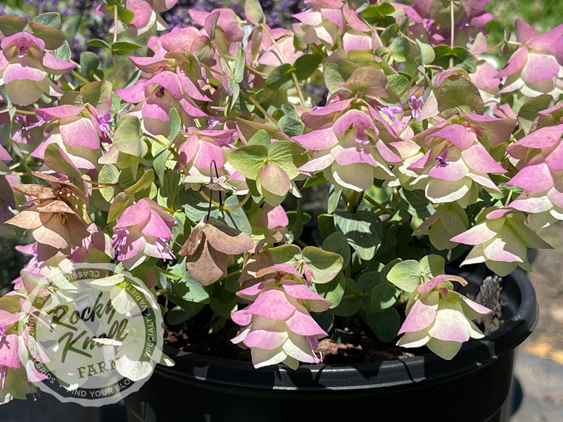 Kent Beauty oregano plant from Rocky Knoll Farm