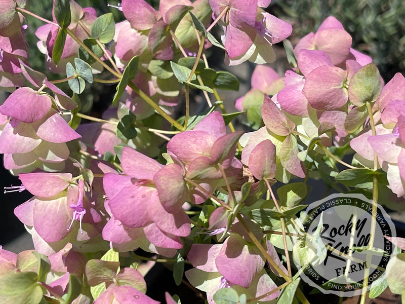 Kent Beauty oregano plant from Rocky Knoll Farm