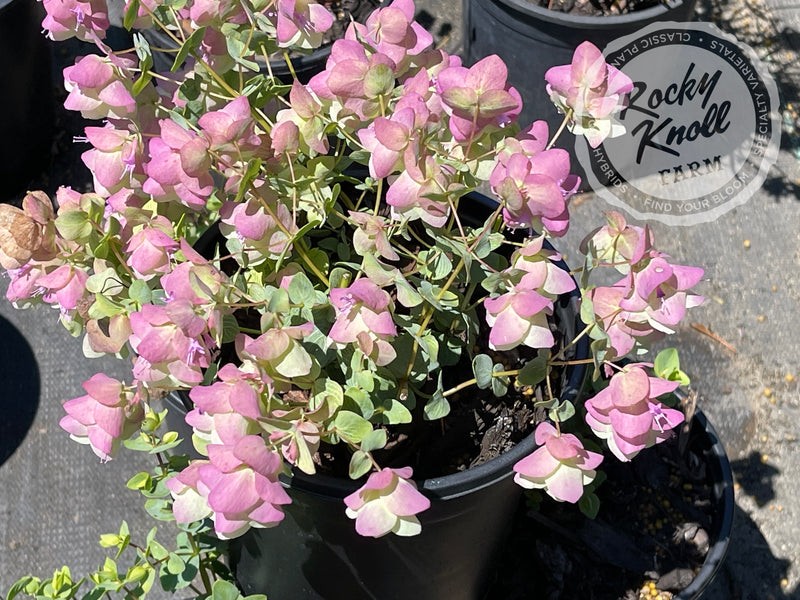 Kent Beauty oregano plant from Rocky Knoll Farm