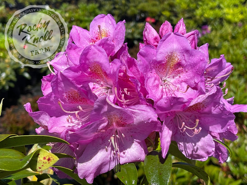Our First ("Our First") plant from Rocky Knoll Farm