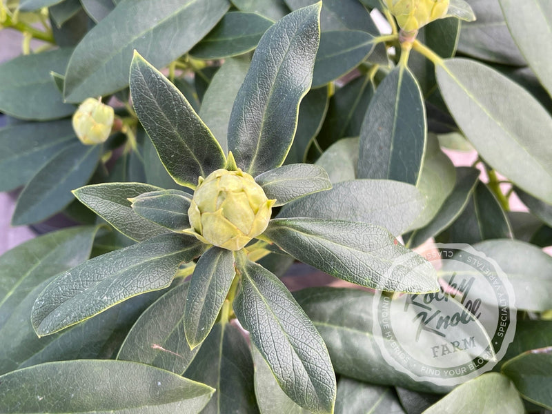 Our First ("Our First") plant from Rocky Knoll Farm