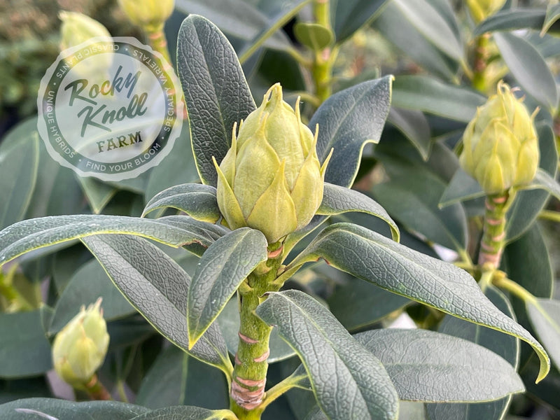 Our First ("Our First") plant from Rocky Knoll Farm