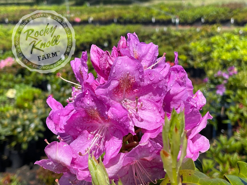 Our First ("Our First") plant from Rocky Knoll Farm