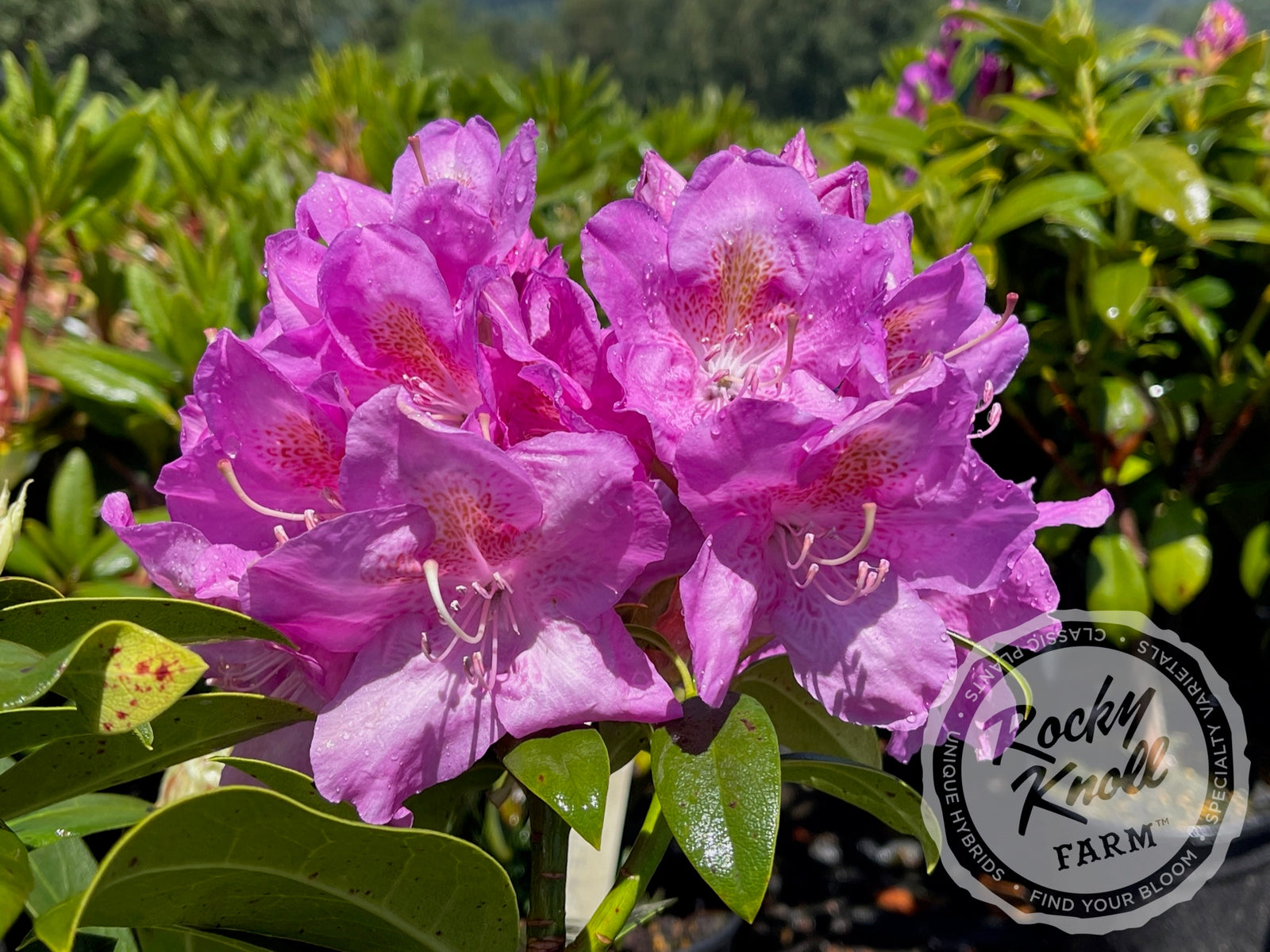 rhododendron tomentosum ätherisches öl Rhododendron Öl (wild) aus Nepal – Ätherisches Öl – ESSENCE-PUR main image 1
