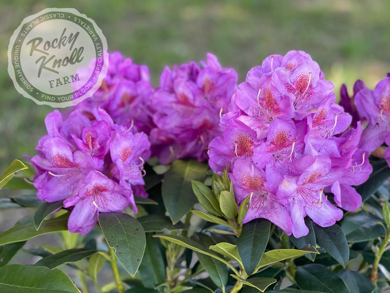 Our First ("Our First") plant from Rocky Knoll Farm