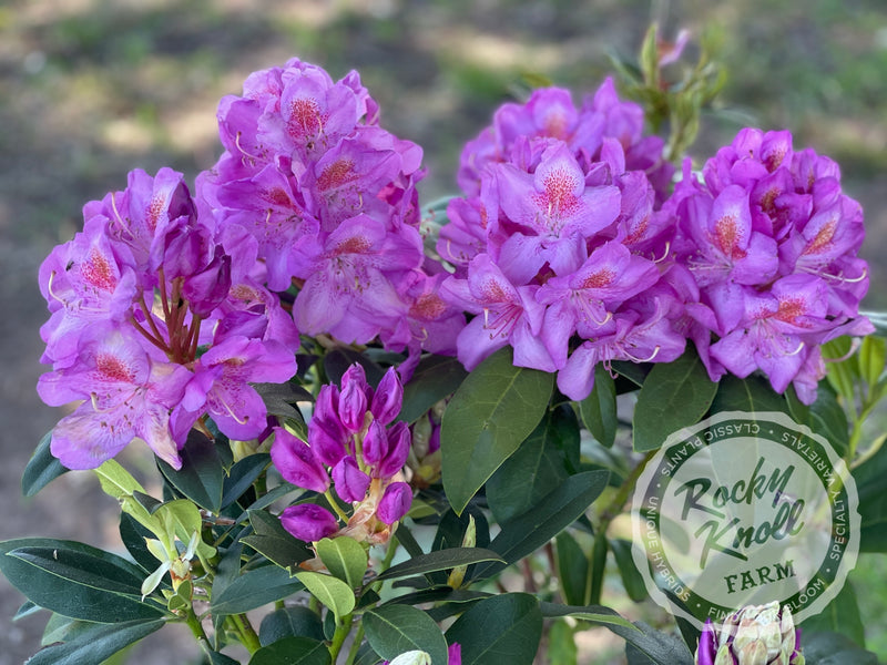 Our First ("Our First") plant from Rocky Knoll Farm