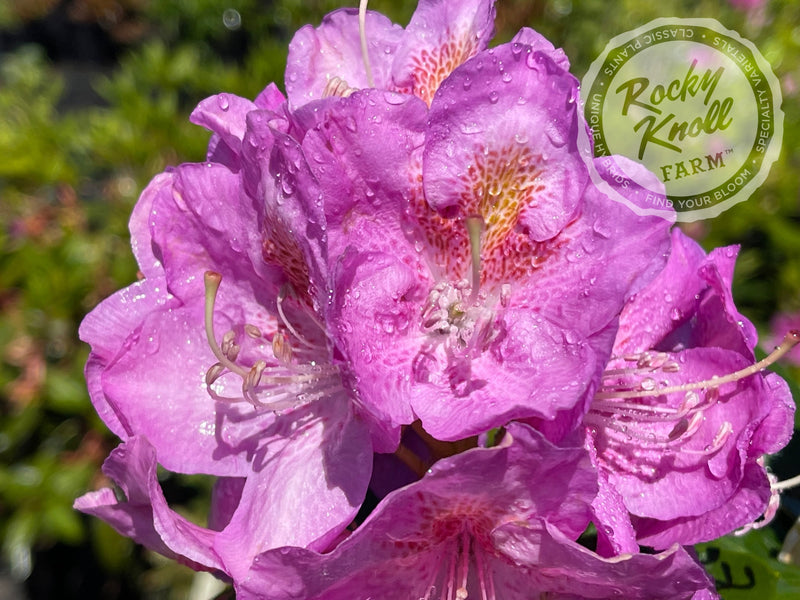 Our First ("Our First") plant from Rocky Knoll Farm