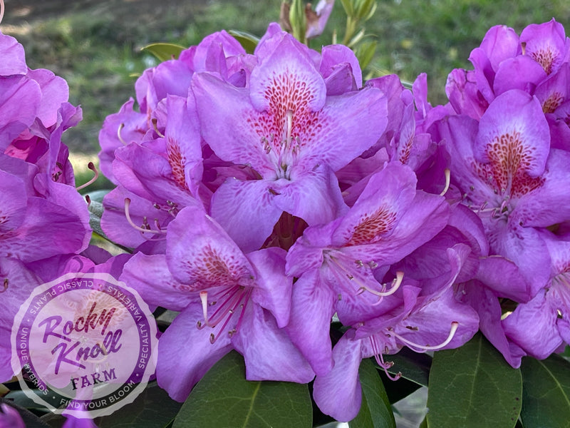 Our First ("Our First") plant from Rocky Knoll Farm
