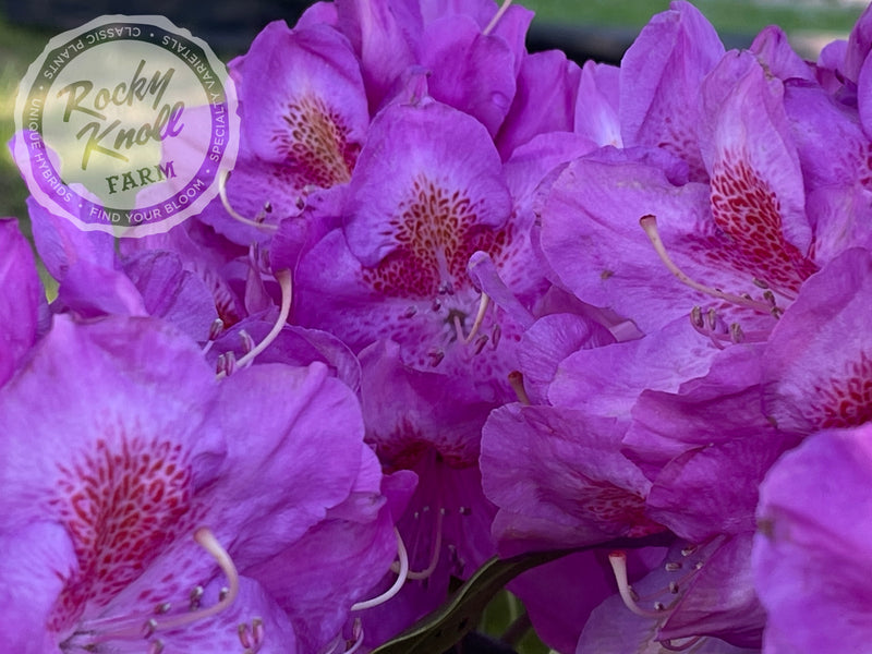 Our First ("Our First") plant from Rocky Knoll Farm