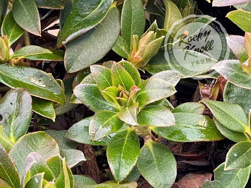 Patty Bee plant from Rocky Knoll Farm