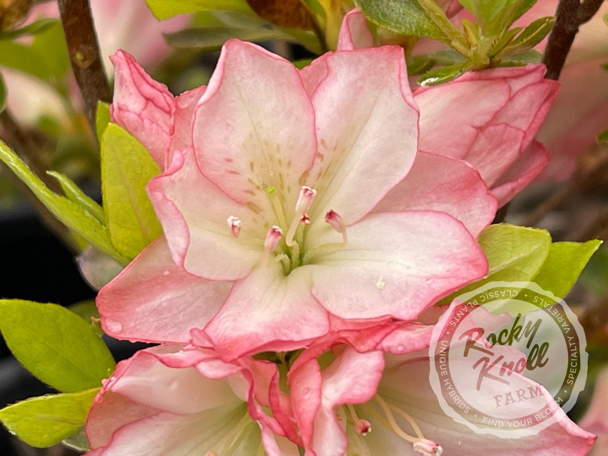 Peggy Ann Rocky Knoll Farm