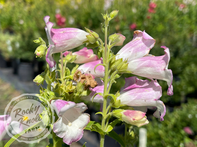 Penstemon Apple Blossom plant from Rocky Knoll Farm