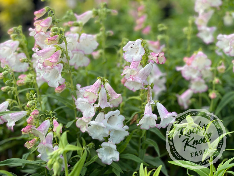 Penstemon Apple Blossom plant from Rocky Knoll Farm