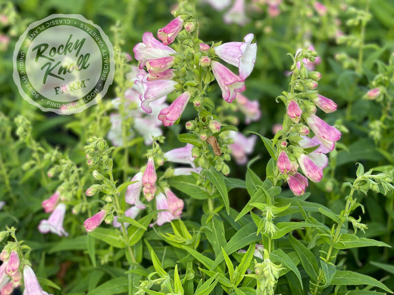 Penstemon Apple Blossom plant from Rocky Knoll Farm