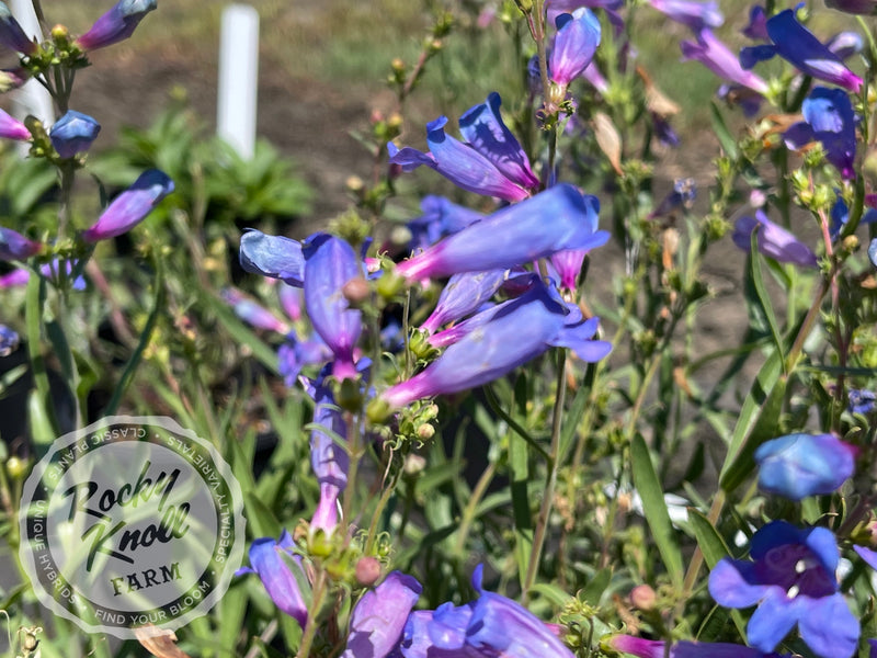 Penstemon Electric Blue plant from Rocky Knoll Farm