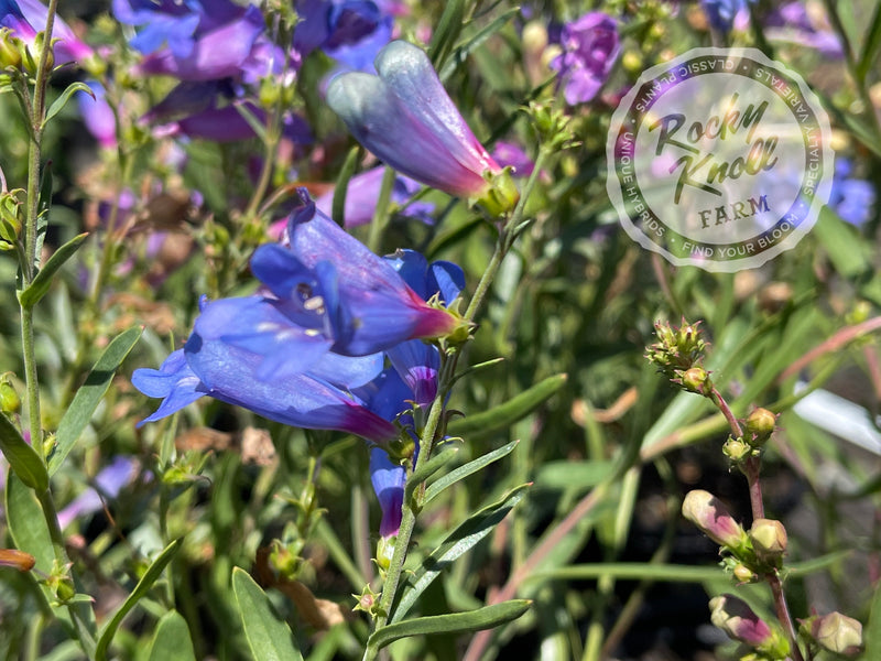 Penstemon Electric Blue plant from Rocky Knoll Farm