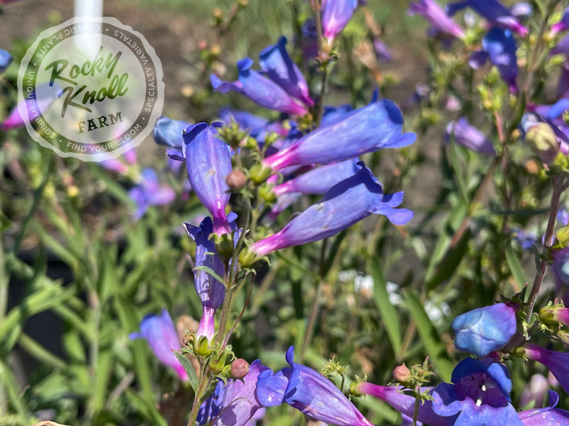 Penstemon Electric Blue plant from Rocky Knoll Farm