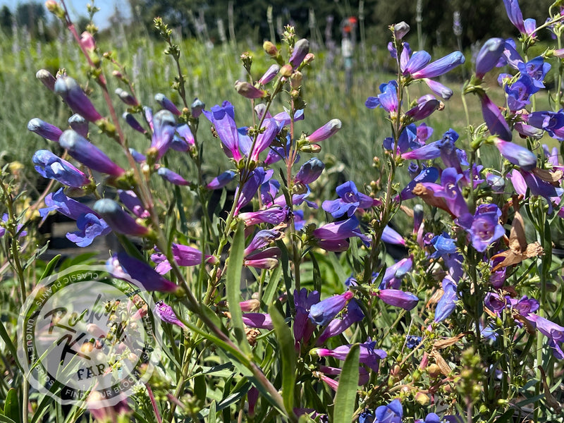 Penstemon Electric Blue plant from Rocky Knoll Farm