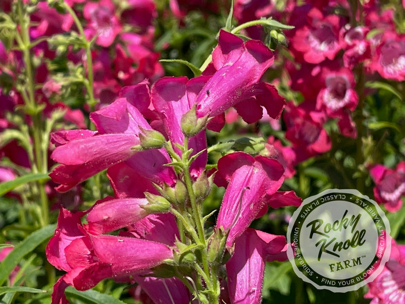 Penstemon Hidcote Pink plant from Rocky Knoll Farm