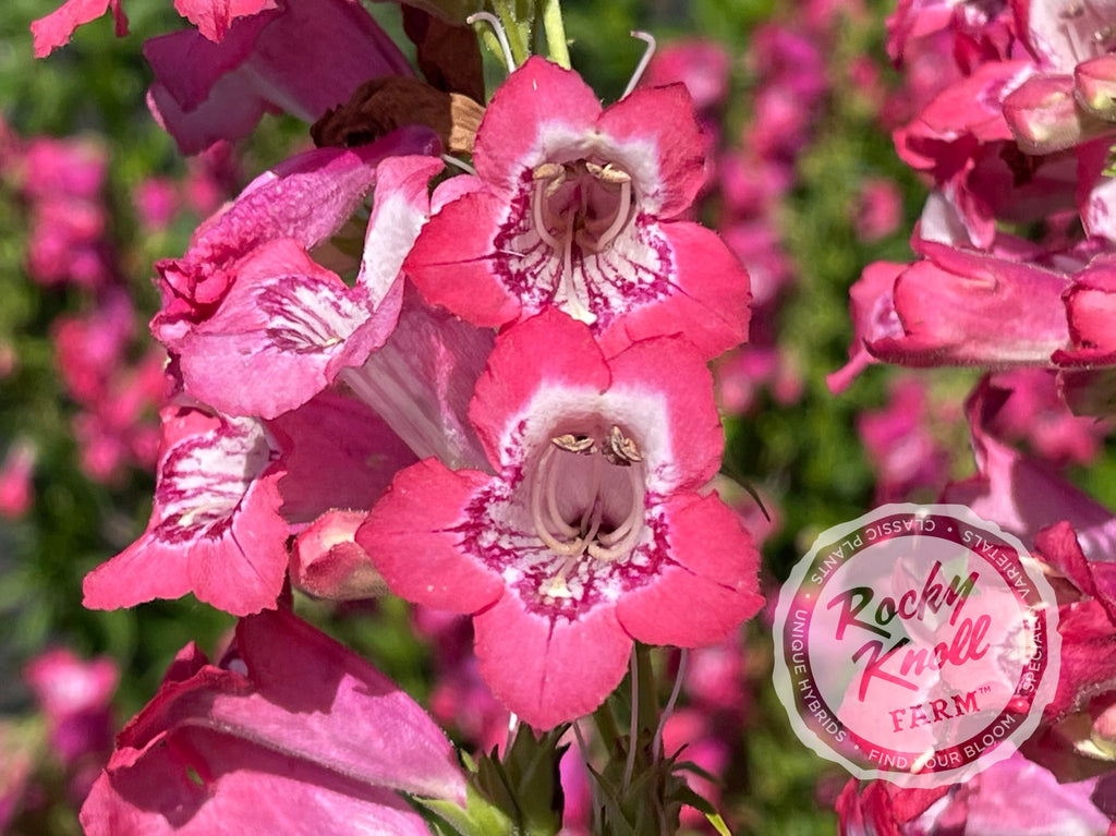 Rocky Knoll Farm Penstemon