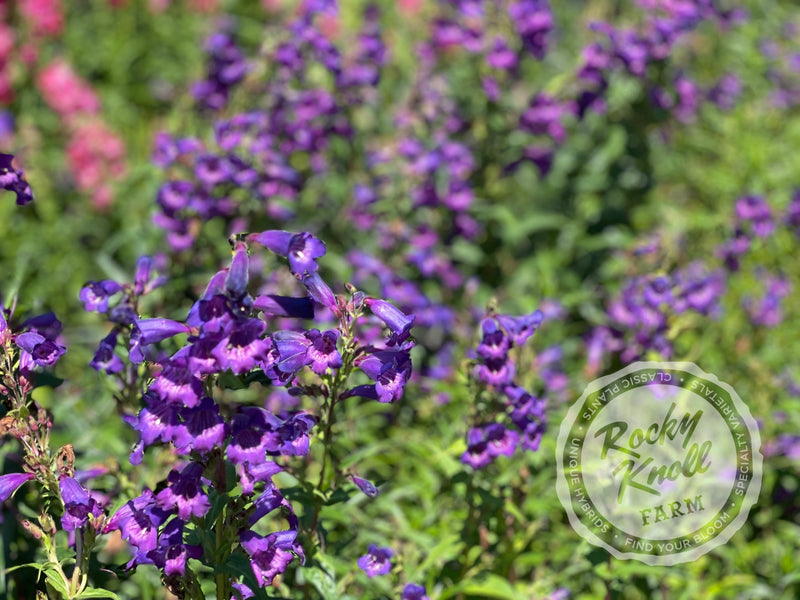 Penstemon Sour Grapes plant from Rocky Knoll Farm