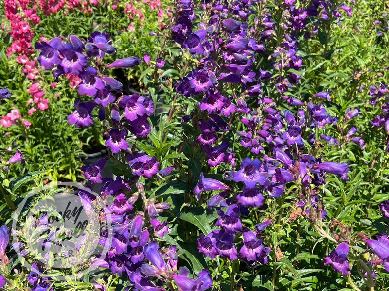 Penstemon Sour Grapes plant from Rocky Knoll Farm