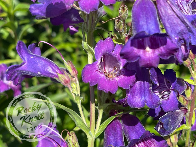 Penstemon Sour Grapes plant from Rocky Knoll Farm