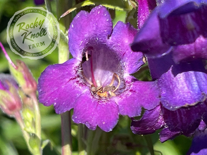 Penstemon Sour Grapes plant from Rocky Knoll Farm