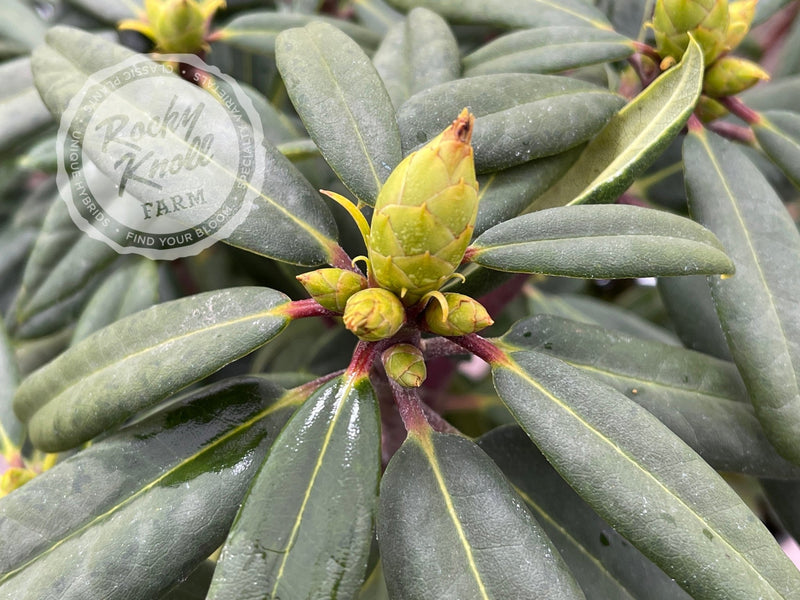 Peppermint Twist plant from Rocky Knoll Farm