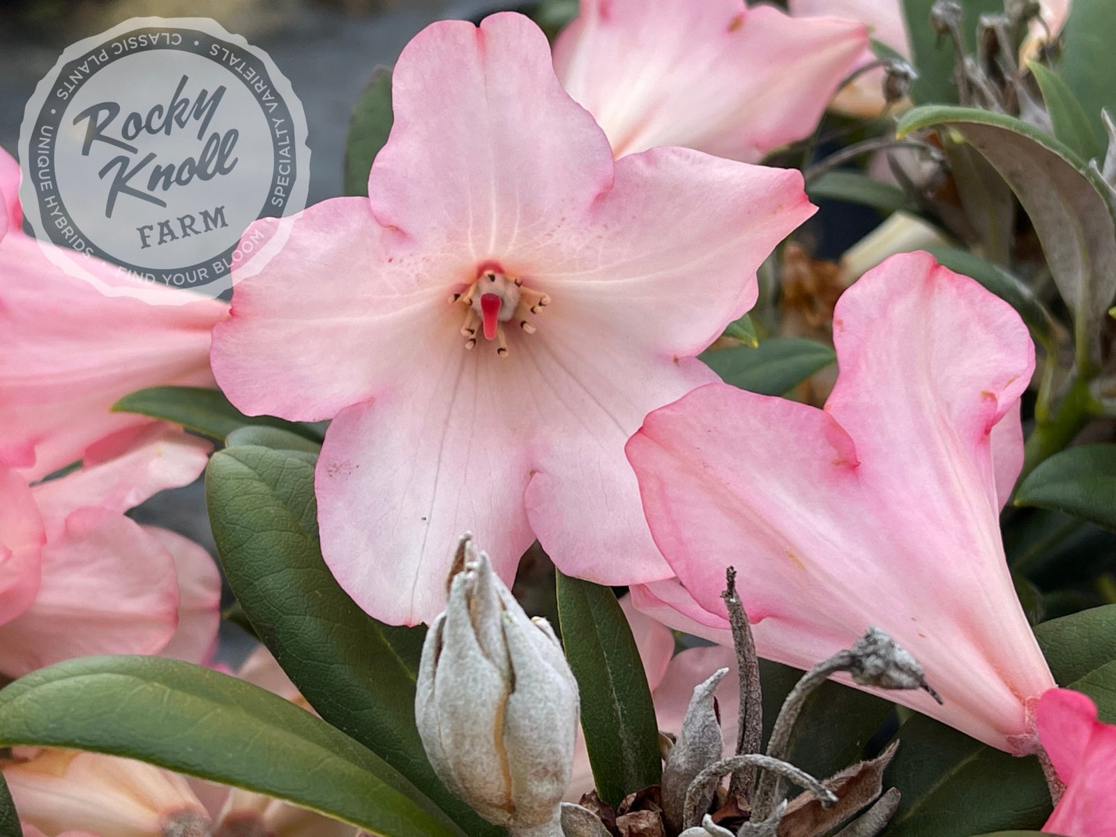 percy wiseman rhododendron Percy Wiseman