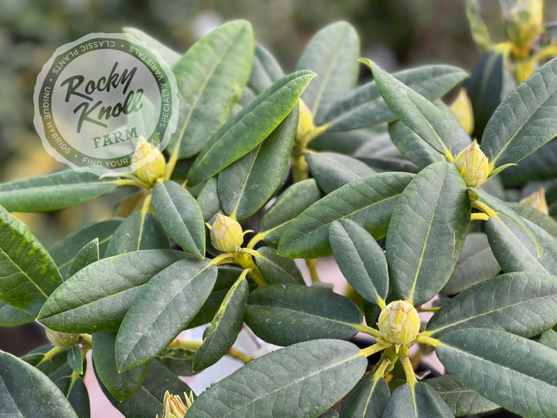 Percy Wiseman plant from Rocky Knoll Farm