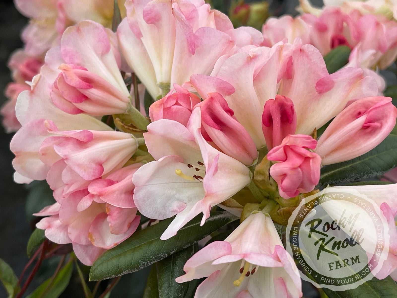 percy wiseman rhododendron plant Percy Wiseman