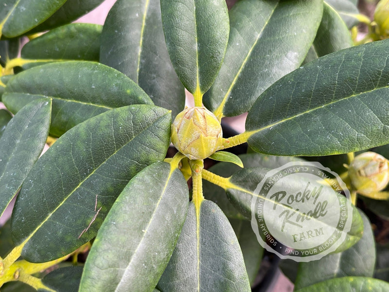 Percy Wiseman plant from Rocky Knoll Farm