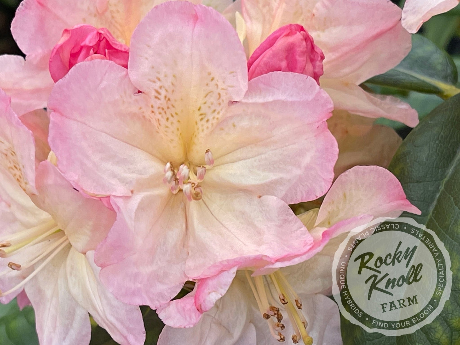 percy wiseman rhododendron Percy Wiseman