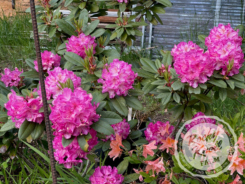 Persuasion plant from Rocky Knoll Farm