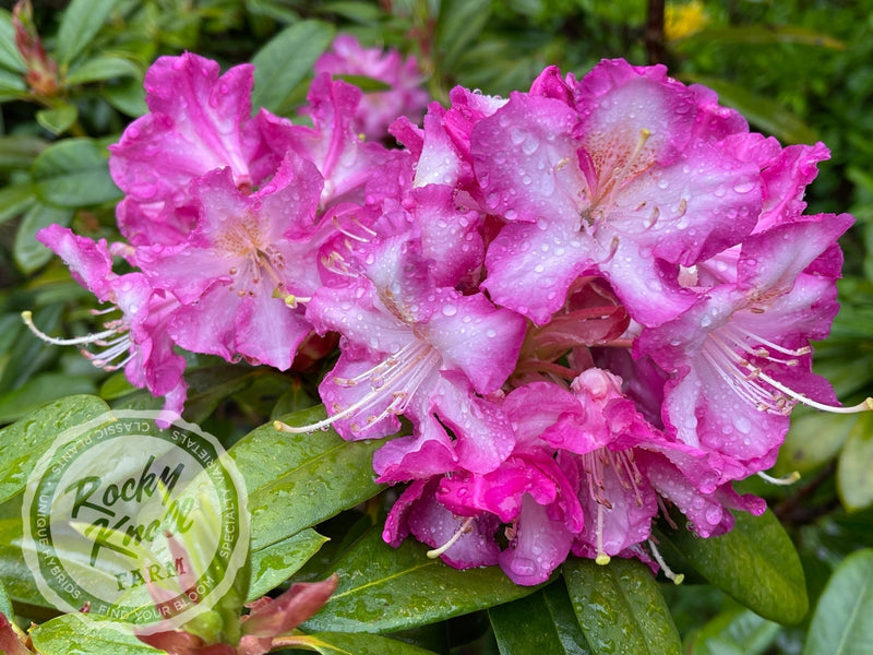 Persuasion plant from Rocky Knoll Farm