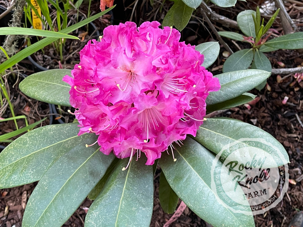 Rocky Knoll Farm Persuasion Rhododendron