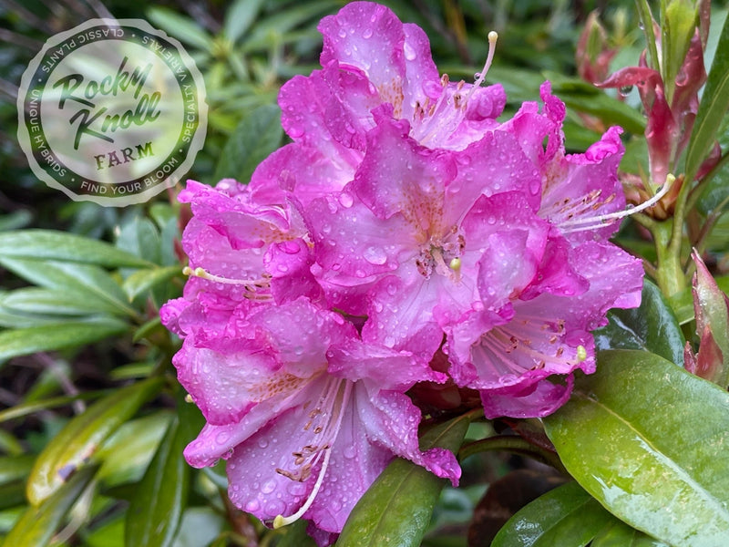 Persuasion plant from Rocky Knoll Farm
