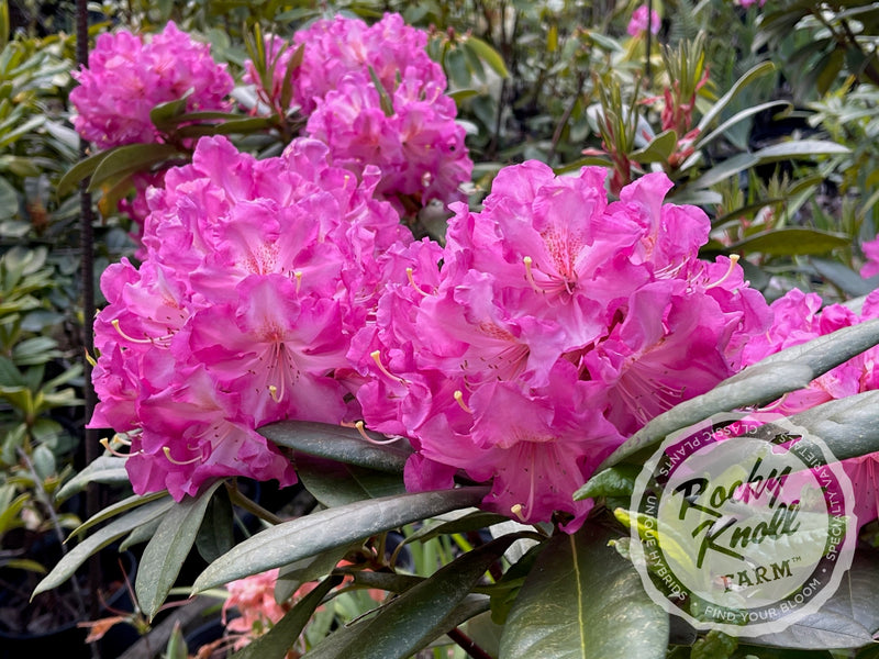 Persuasion plant from Rocky Knoll Farm