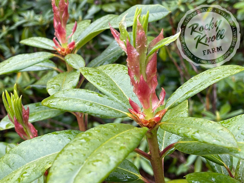 Persuasion plant from Rocky Knoll Farm
