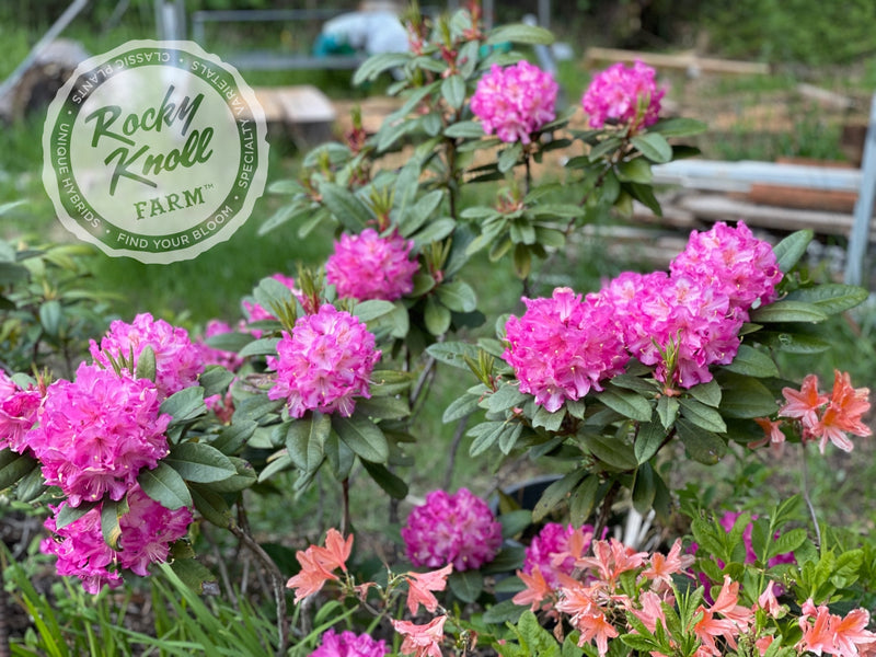Persuasion plant from Rocky Knoll Farm