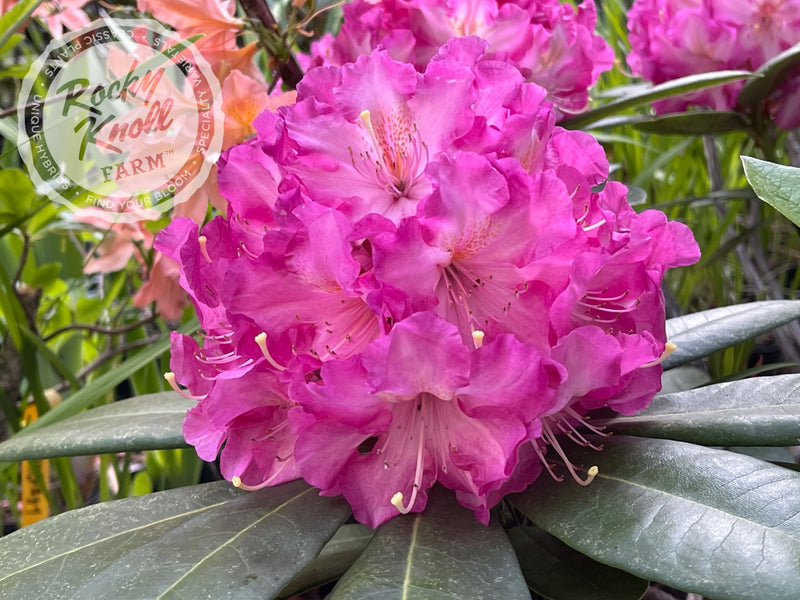 Persuasion plant from Rocky Knoll Farm