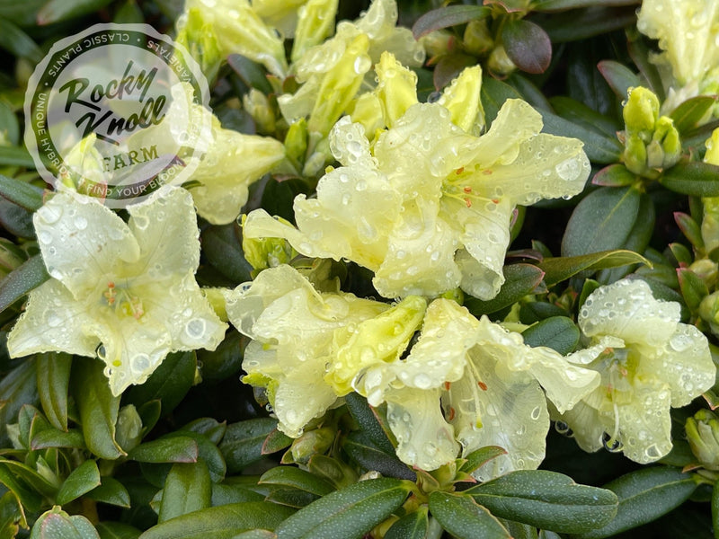 Peter Bee plant from Rocky Knoll Farm