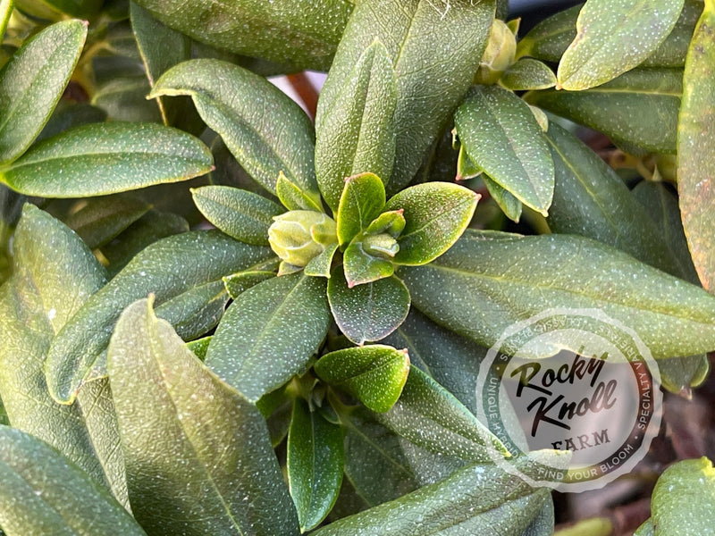 Peter Bee plant from Rocky Knoll Farm
